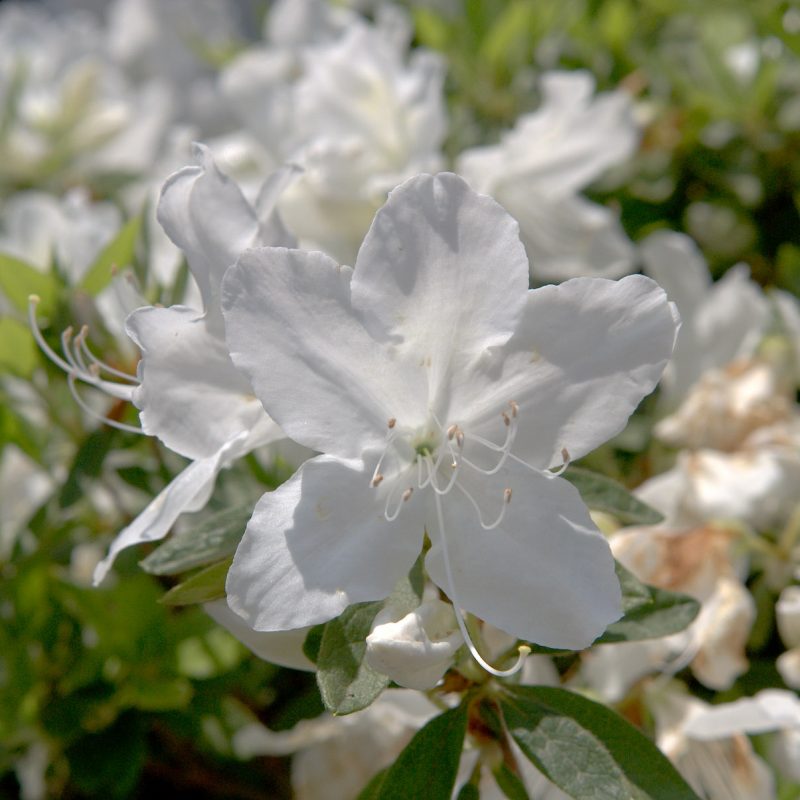 Azalea japonica ‘Hino White’ | Plants Direct – Victoria, BC