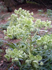 Helleborus foetidus