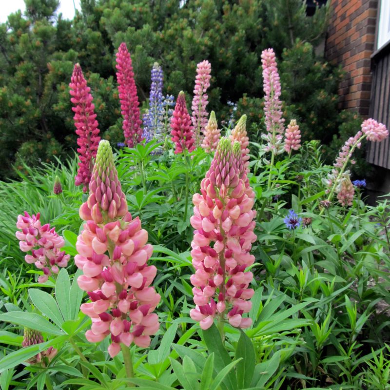 Lupinus polyphyllus | Plants Direct – Victoria, BC