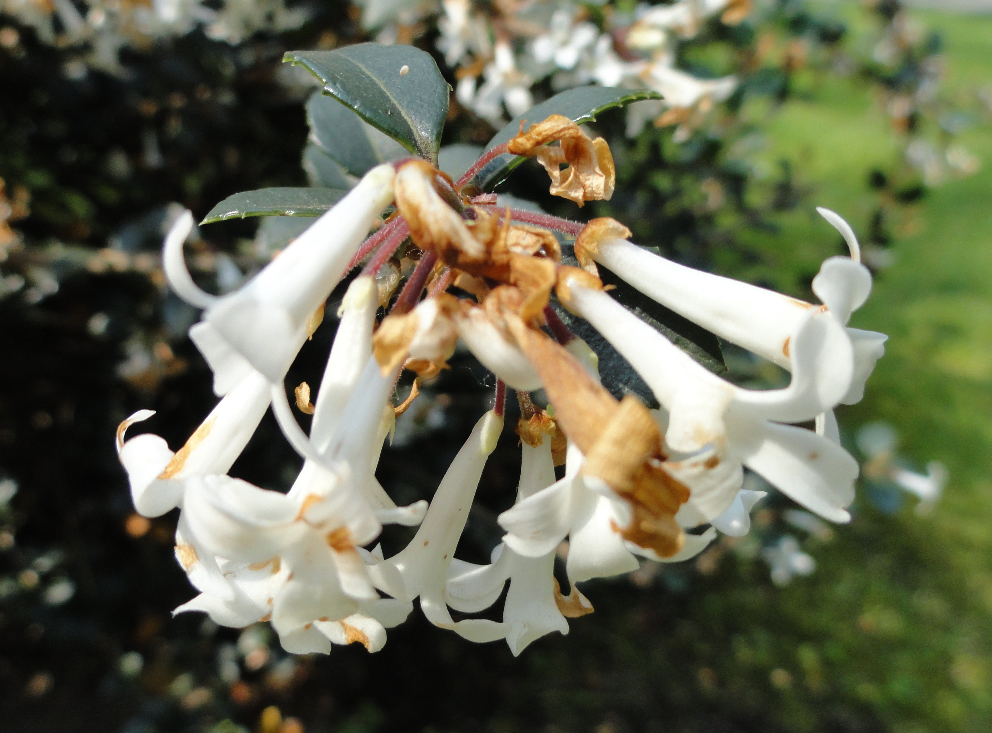 Osmanthus delavayi | Plants Direct – Victoria, BC