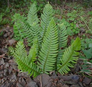 Polystichum munitum