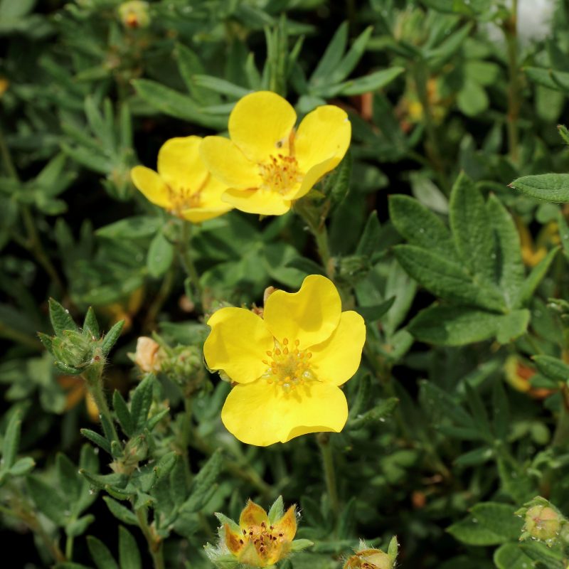 Potentilla fruticosa ‘Yellow Gem’ | Plants Direct – Victoria, BC