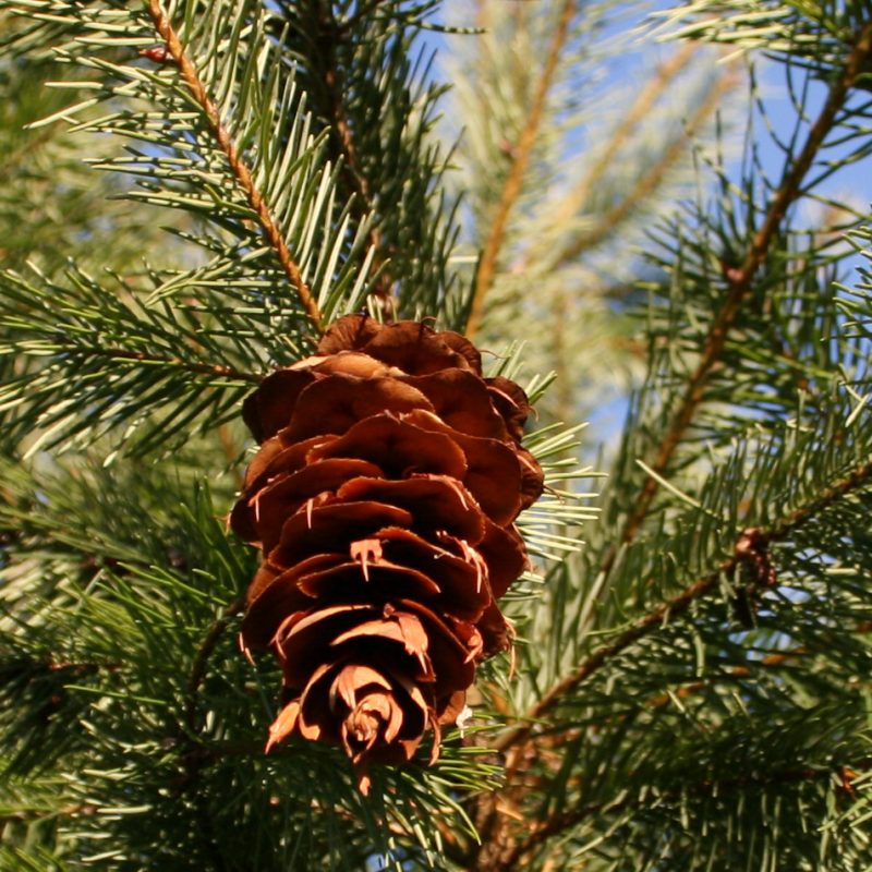 Pseudotsuga menziesii | Plants Direct – Victoria, BC