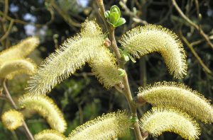 Salix hookeriana