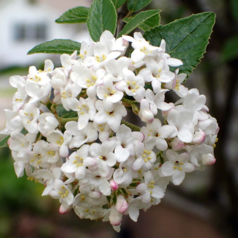 Osmanthus delavayi