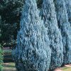 Juniperus scopulorum ‘Wichita Blue’ | Plants Direct – Victoria, BC