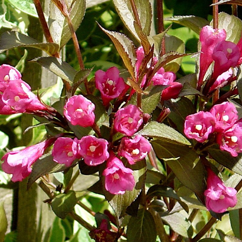 Weigela Florida ‘wine & Roses’ 