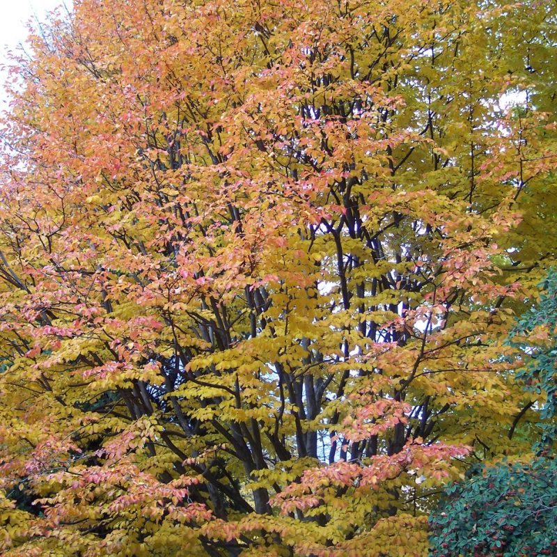 Parrotia persica | Plants Direct – Victoria, BC