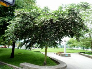 Styrax japonica